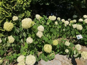 IMG_1709