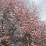 IMG_5169